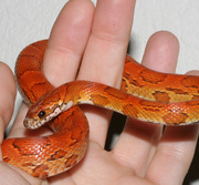 Female Sunkissed Corn Snake