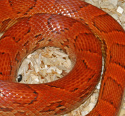 Sunkissed Corn Snake Scale Close-Up