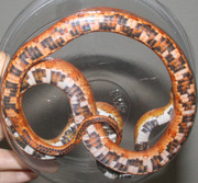 Sunkissed Corn Snake Ventral Photo