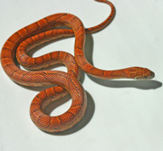 Male Yearling Sunkissed Corn Snake (In Blue)