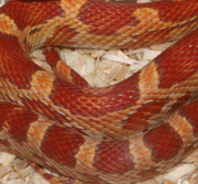 Ultramel Corn Snake Scale Close-Up)
