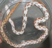 Ultramel Corn Snake Ventral Photo