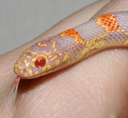 Albino Goini King Snake (aka Albino Blotched)