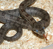 Male Baird's Rat Snake Hatchling (In Blue)