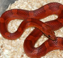 Bloodred Corn Snake