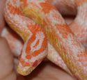 Coral Snow Corn Snake